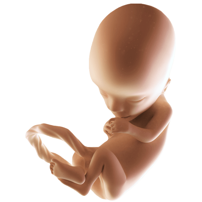 ကိုယ်ဝန်၁၃ပတ်မြောက်