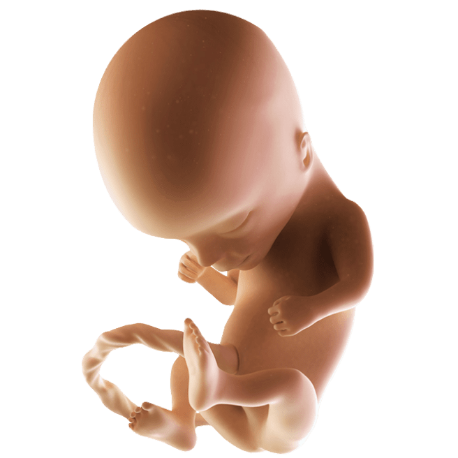 ကိုယ်ဝန်၁၄ပတ်မြောက်