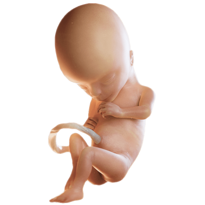 ကိုယ်ဝန်၁၅ပတ်မြောက်