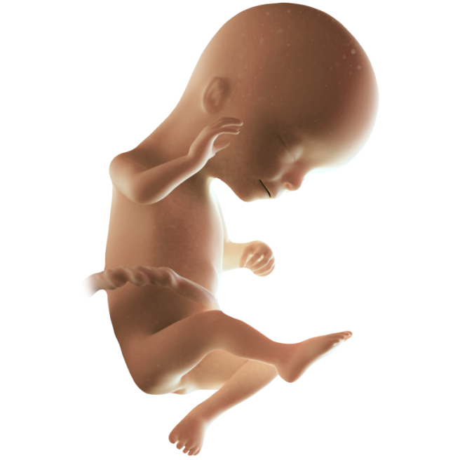 ကိုယ်ဝန်၁၆ပတ်မြောက်