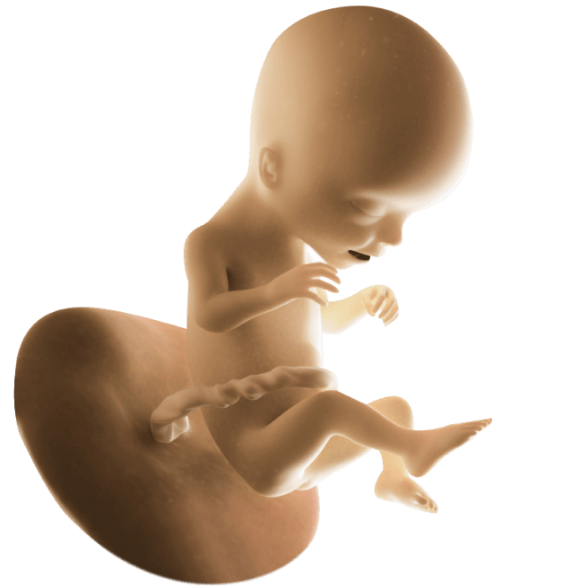 ကိုယ်ဝန်၁၇ပတ်မြောက်