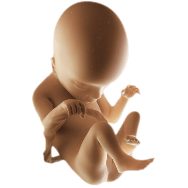 ကိုယ်ဝန်၁၈ပတ်မြောက်