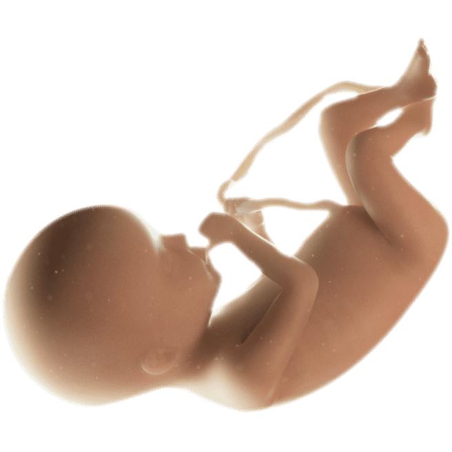 ကိုယ်ဝန်၂၀ပတ်မြောက်