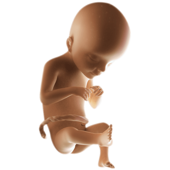 ကိုယ်ဝန်၂၁ပတ်မြောက်