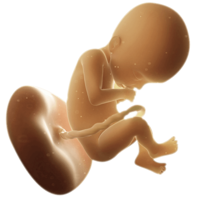 ကိုယ်ဝန်၂၂ပတ်မြောက်