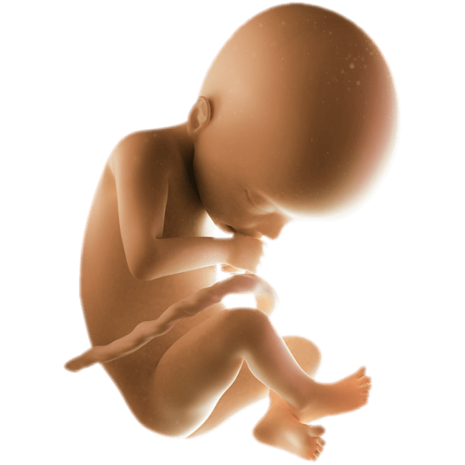 ကိုယ်ဝန်၂၃ပတ်မြောက်