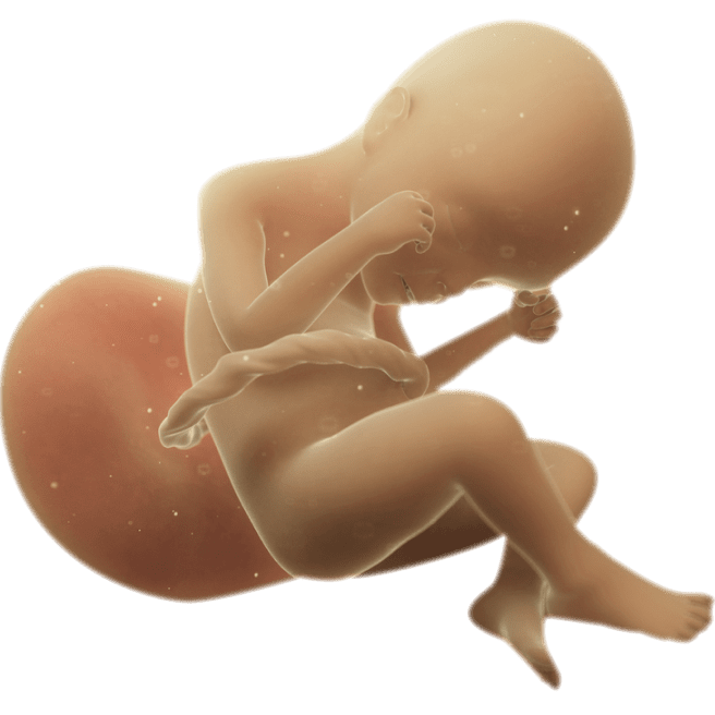 ကိုယ်ဝန်၂၄ပတ်မြောက်