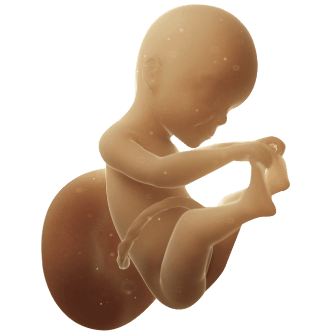 ကိုယ်ဝန်၂၅ပတ်မြောက်