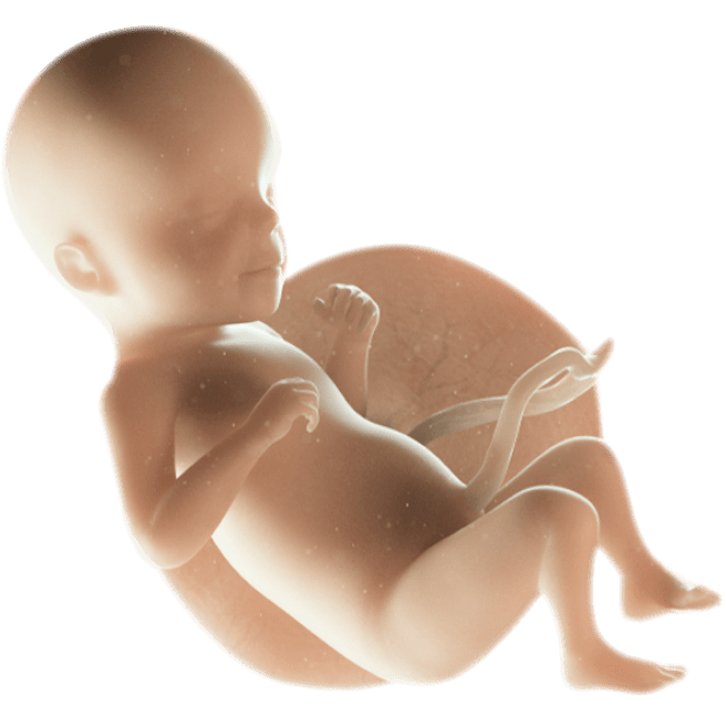 ကိုယ်ဝန်၂၆ပတ်မြောက်