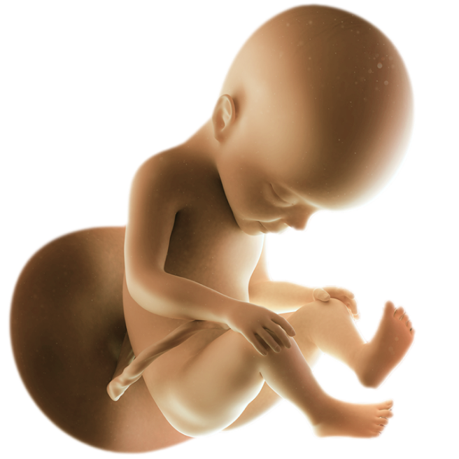 ကိုယ်ဝန်၂၇ပတ်မြောက်