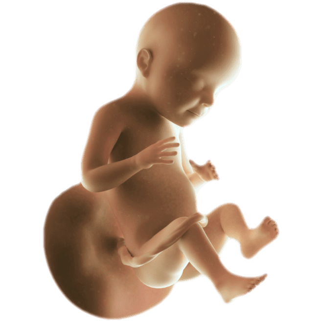 ကိုယ်ဝန်၂၈ပတ်မြောက်