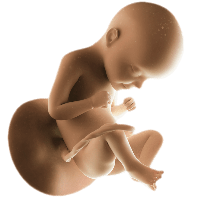 ကိုယ်ဝန်၂၉ပတ်မြောက်