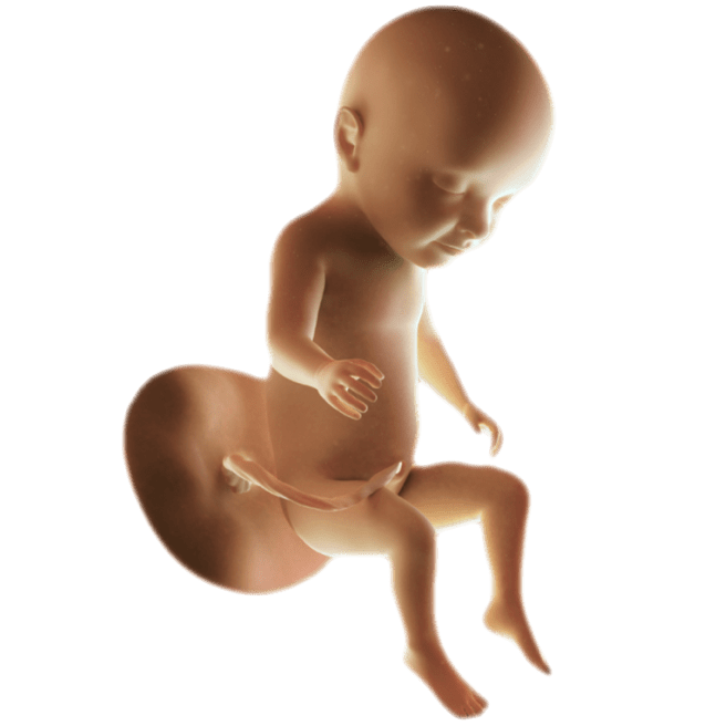 ကိုယ်ဝန်၃၁ပတ်မြောက်