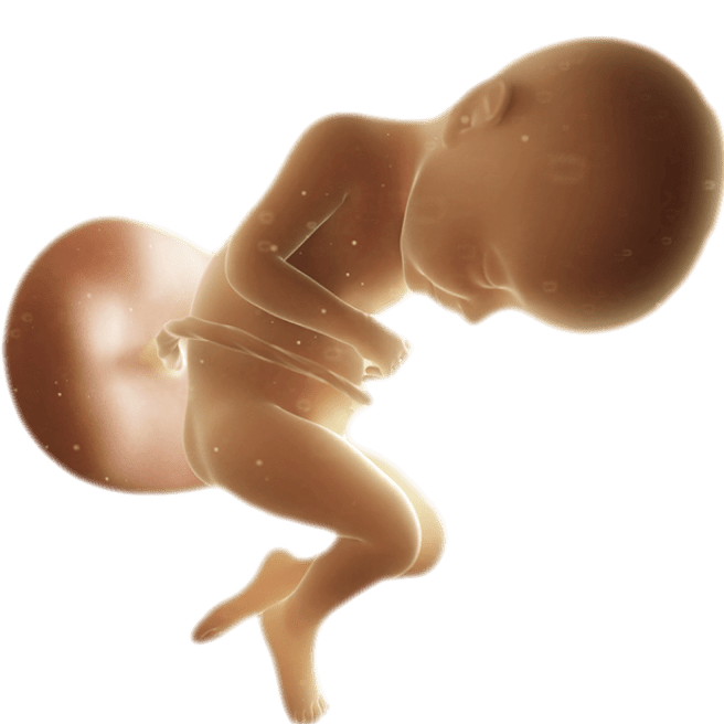 ကိုယ်ဝန်၃၂ပတ်မြောက်