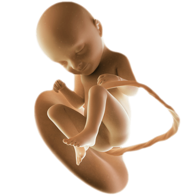 ကိုယ်ဝန်၃၃ပတ်မြောက်