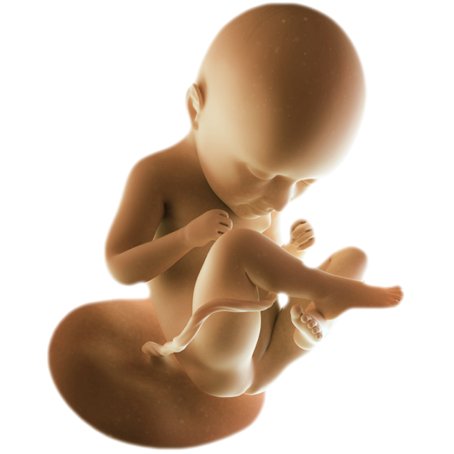 ကိုယ်ဝန်၃၅ပတ်မြောက်