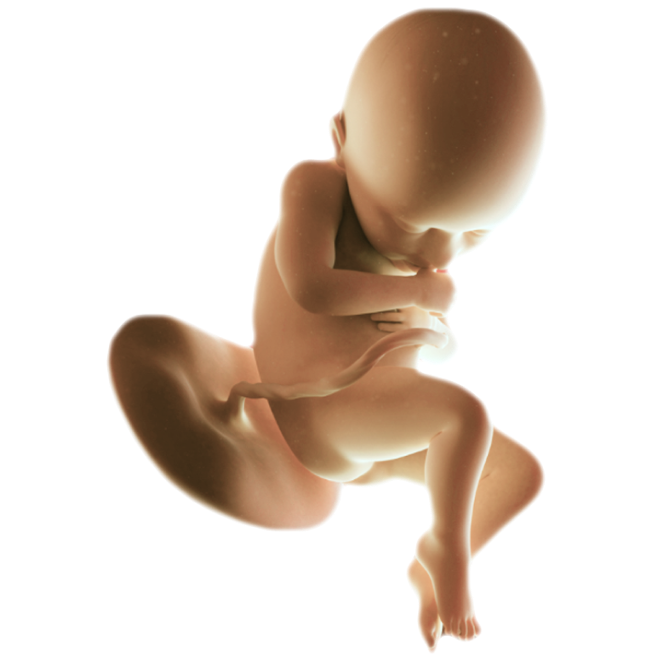 ကိုယ်ဝန်၃၆ပတ်မြောက်