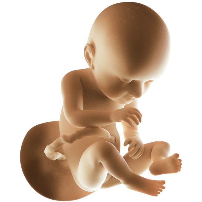 ကိုယ်ဝန်၃၇ပတ်မြောက်