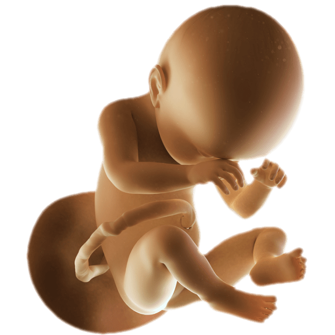 ကိုယ်ဝန်၃၈ပတ်မြောက်