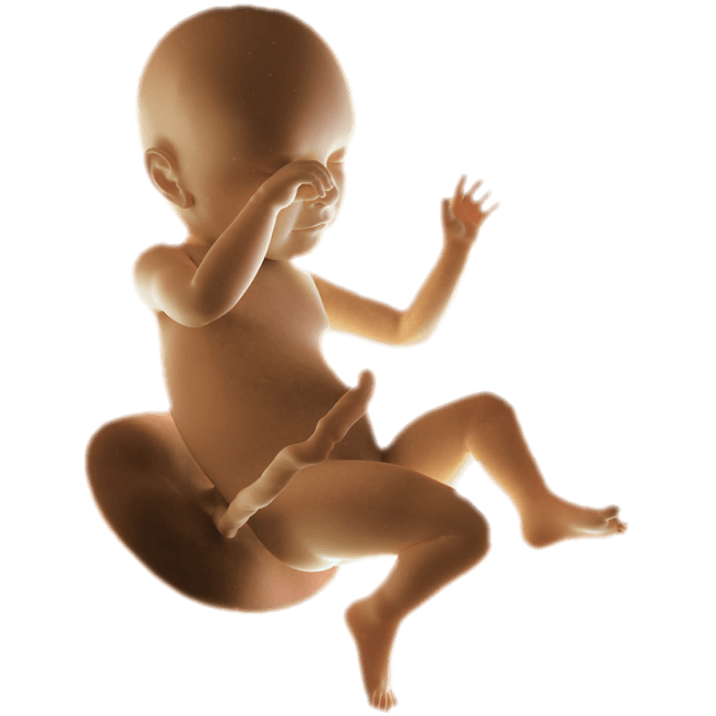 ကိုယ်ဝန်၃၉ပတ်မြောက်