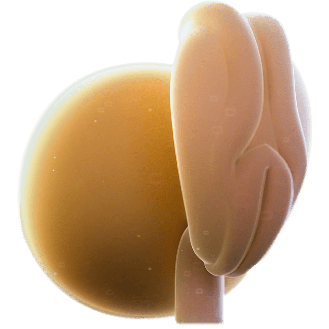 ကိုယ်ဝန်၄ပတ်မြောက်