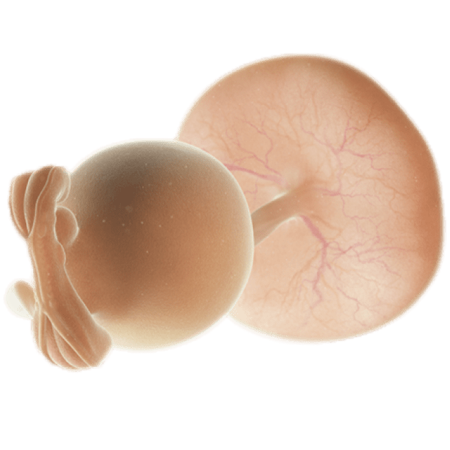 ကိုယ်ဝန်၅ပတ်မြောက်