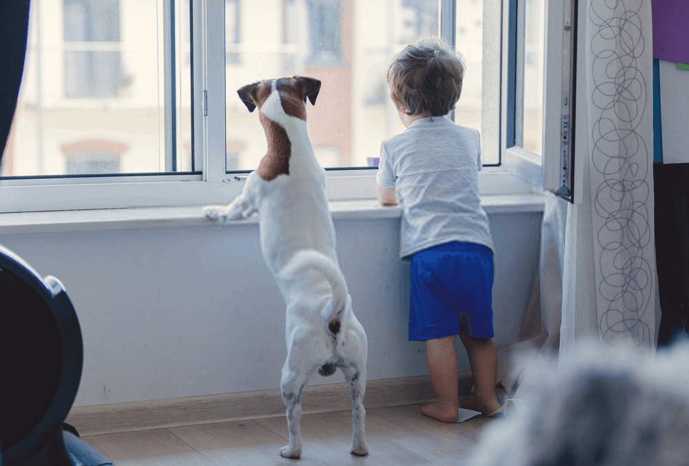 how-to-keep-pet-safely-at-home
