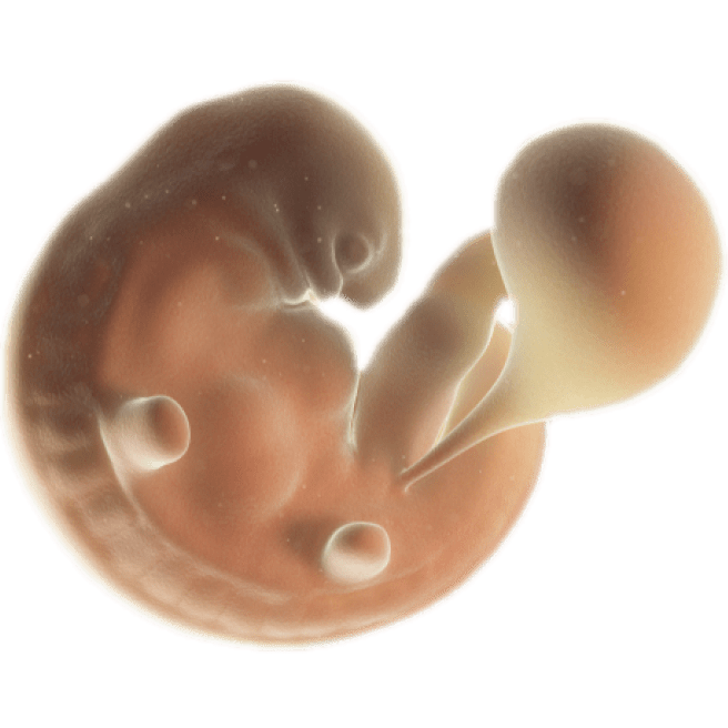 ကိုယ်ဝန်၆ပတ်မြောက်