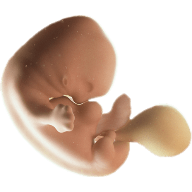 ကိုယ်ဝန်၇ပတ်မြောက်