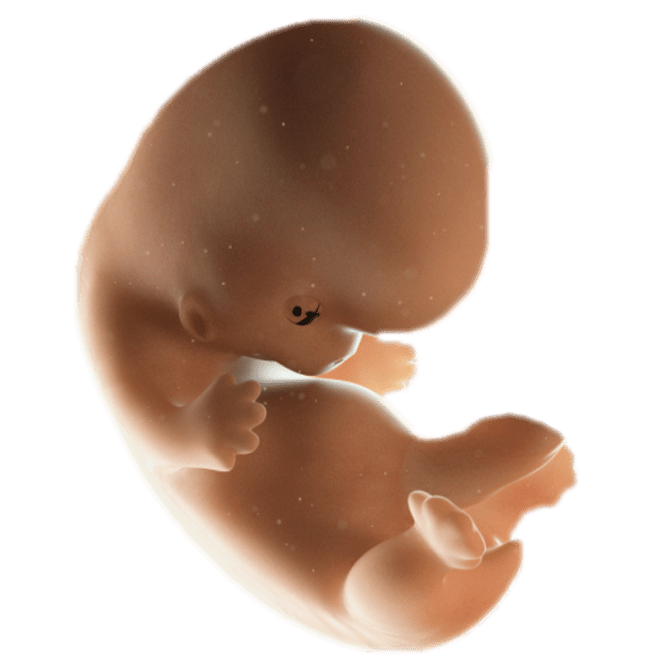 ကိုယ်ဝန်၈ပတ်မြောက်