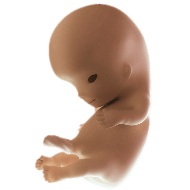 ကိုယ်ဝန်၉ပတ်မြောက်