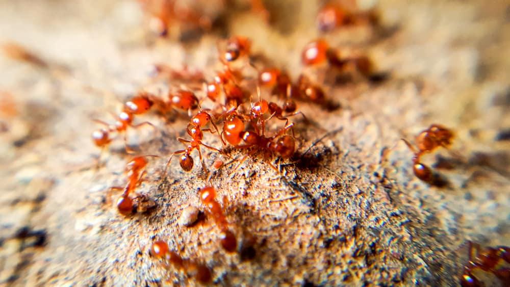 how-to-treat-ant-bites-naturally