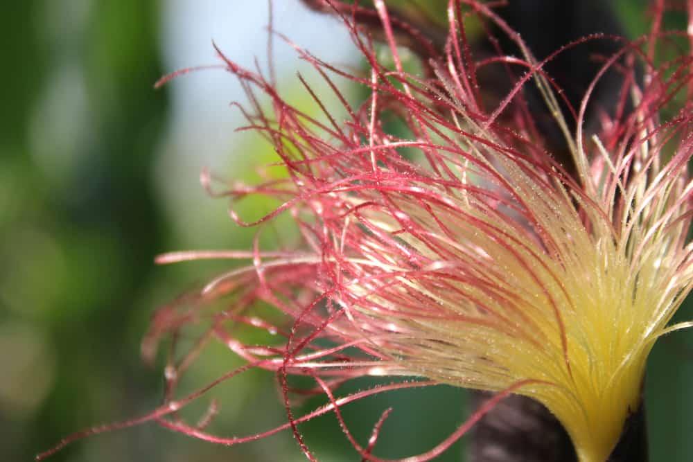 10-amazing-benefits-of-corn-silk