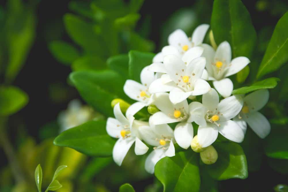 health-benefits-of-orange-jasmine