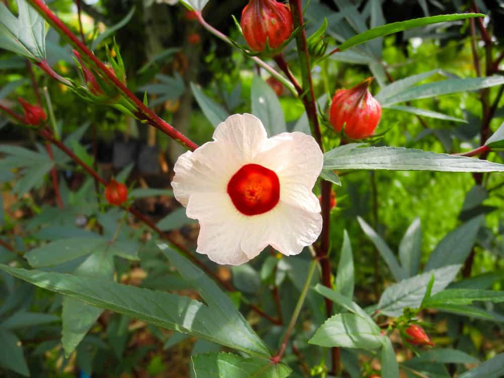 health-benefits-of-roselle