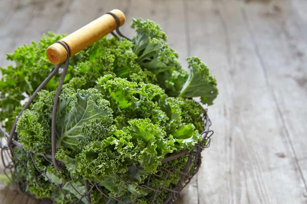 benefits-of-kale