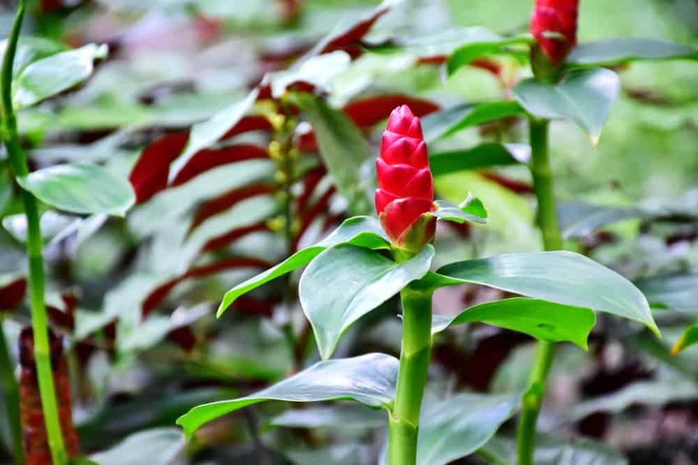 ဖလံတောင်ဝှေး နဲ့ ကျန်းမာရေး