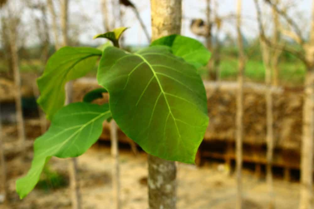 health-benefits-of-common-teak