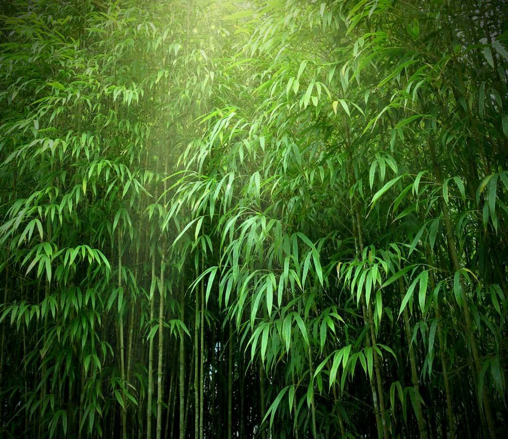 bamboo-leaves-benefits
