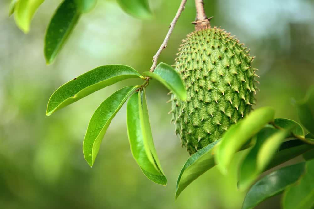soursop-tea-benefits-and-side-effects