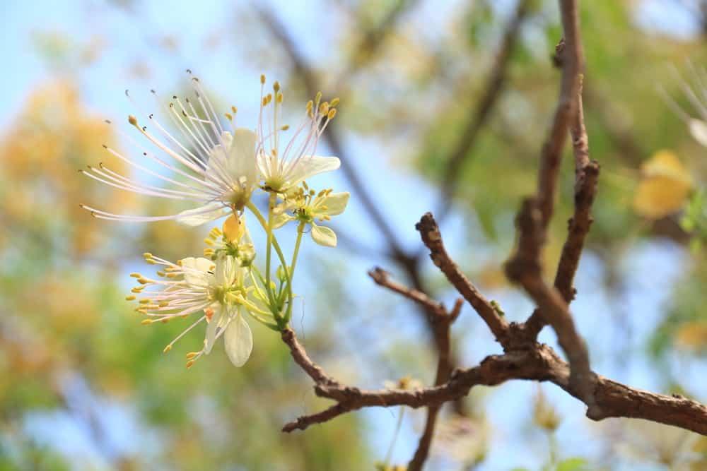 three-leaved-caper-benefits