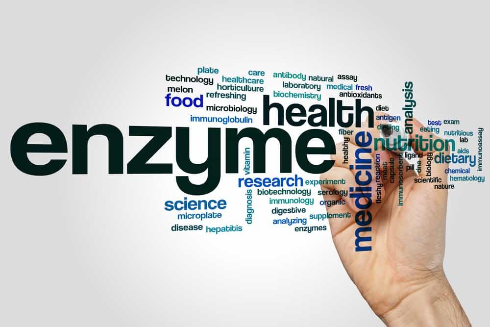 why-are-enzymes-important