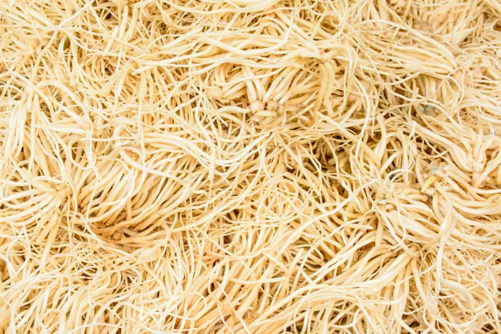 amazing-health-benefits-of-eating-leeks