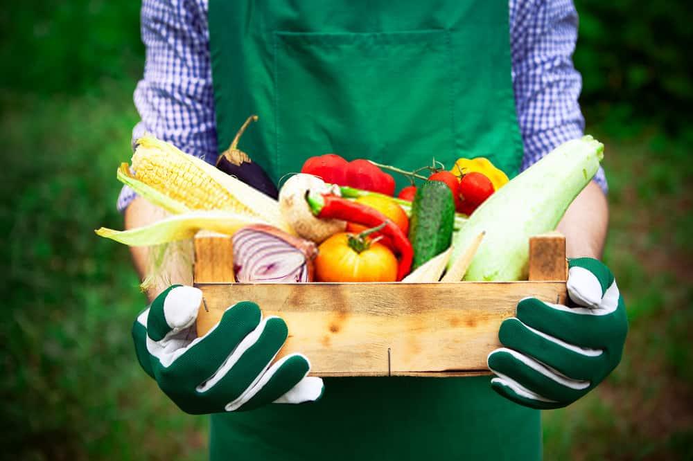 သက်သတ်လွတ် သမားတို့ အသားဓာတ် မချို့တဲ့စေဖို့