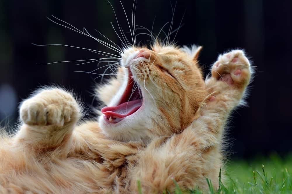 facts-about-yawning