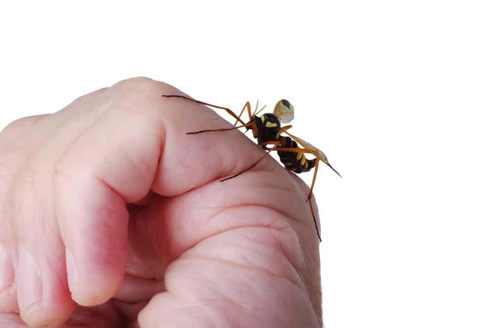 tips-for-insect-bites