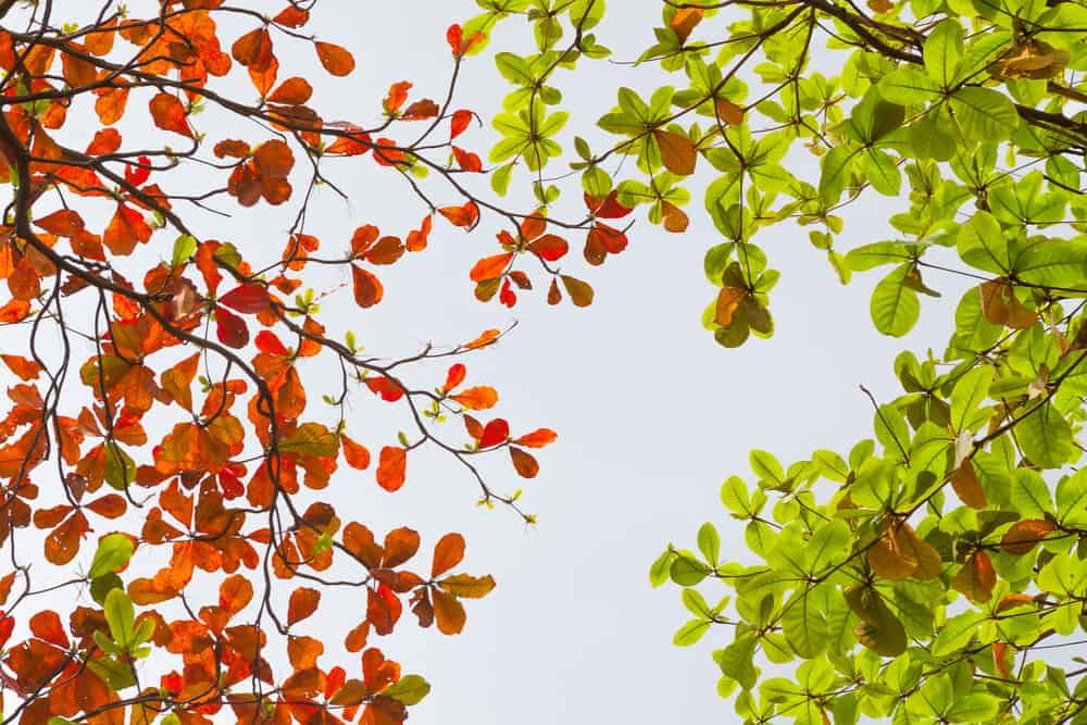 awesome-benefits-of-the-tropical-almond-leaves