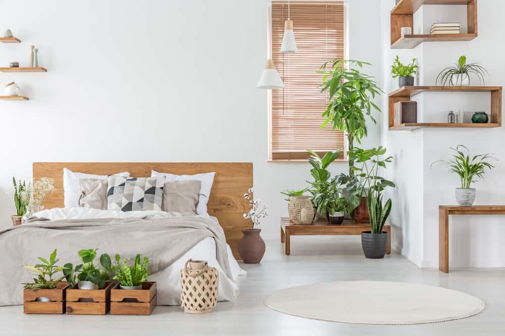 plants-in-your-room-for-better-sleep