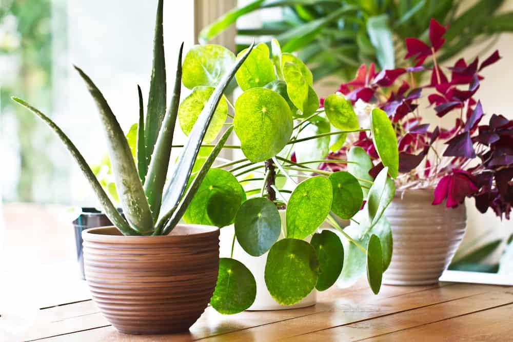 benefits-of-indoor-plants