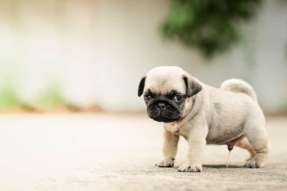 what_is_frequent_urination